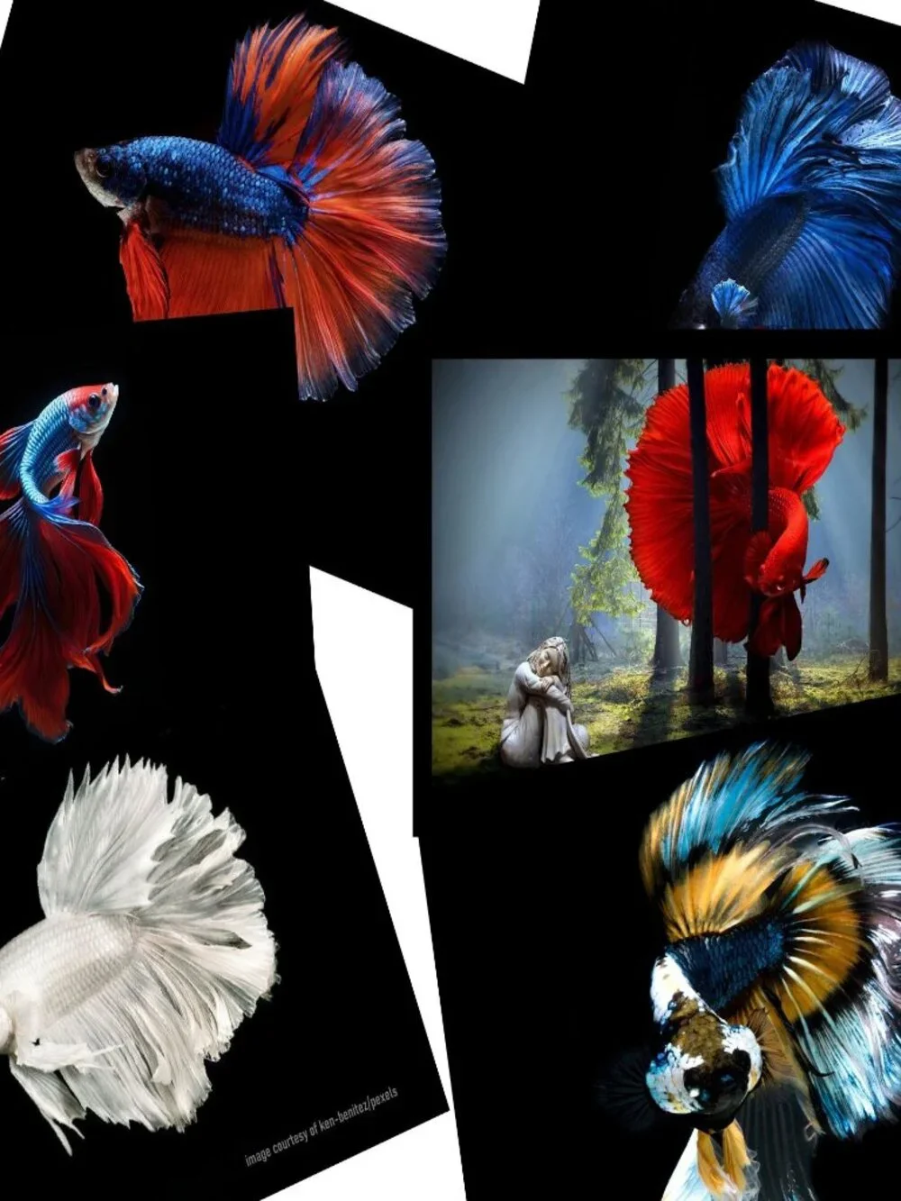 Betta Fish Calendar 2027 Betta Fish Pictures Siamese Fighting Fish Art Calendar